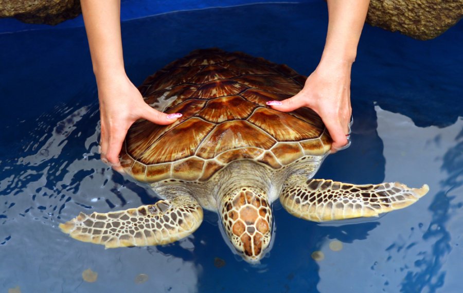 Sea Turtle Farm  - sri lanka