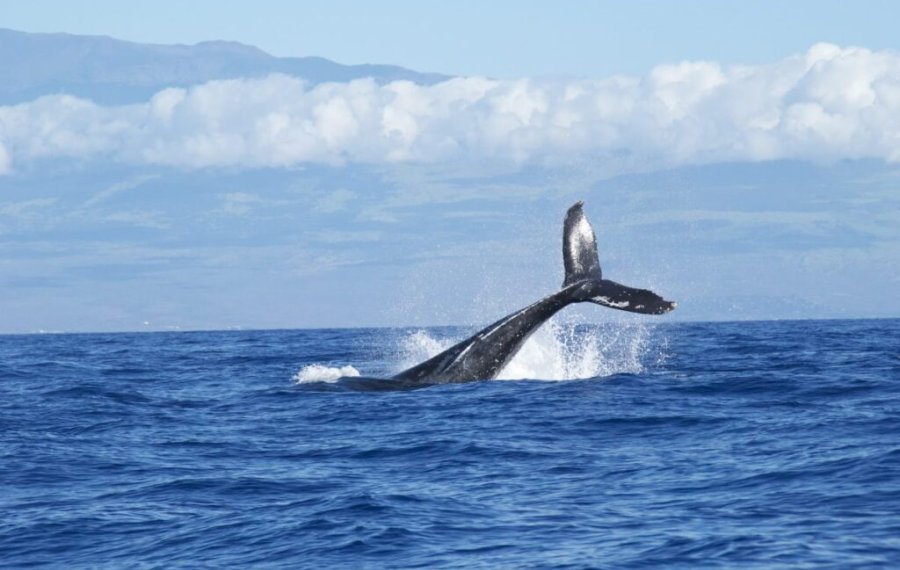  Whales Watching - Sri Lanka