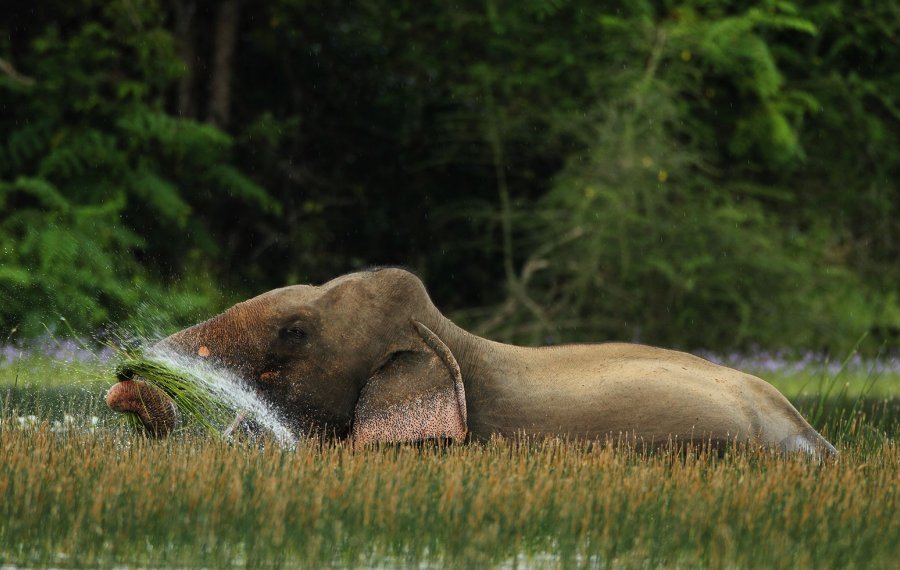  Wildlife Safari - Sri Lanka