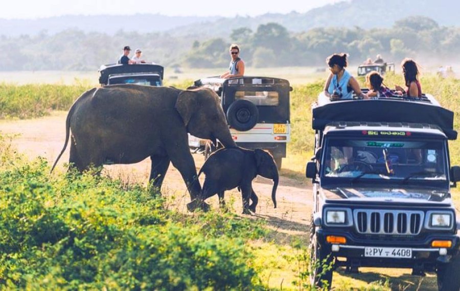  Wildlife Safari - Sri Lanka