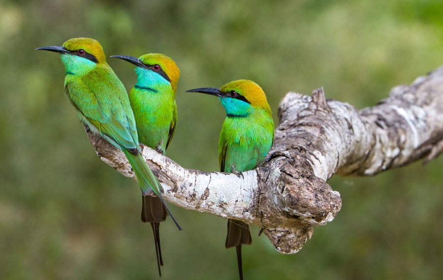 Bird watching - in sri lanka