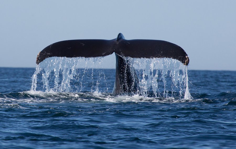  Whales Watching - Sri Lanka