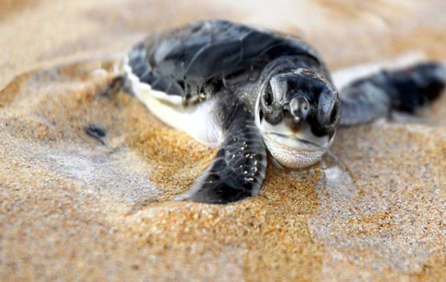 Sea Turtle Farm  - Sri Lanka