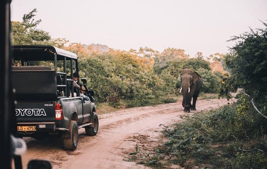  Wildlife Safari - Sri Lanka