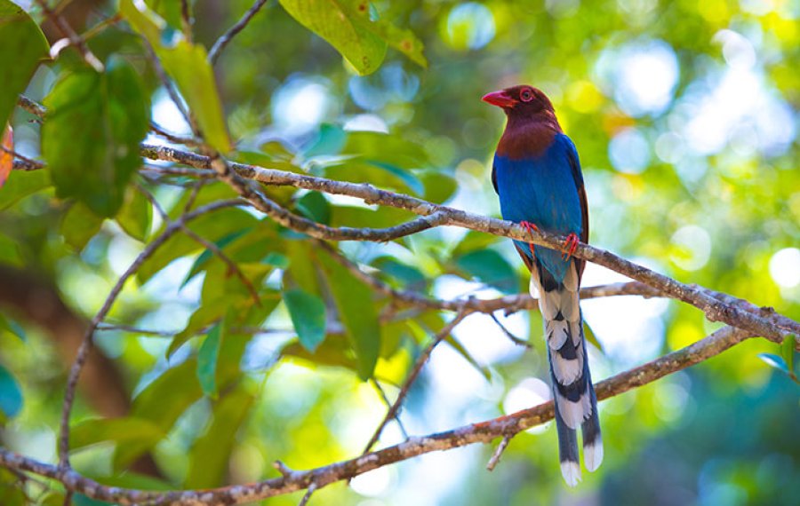 Bird watching - in sri lanka