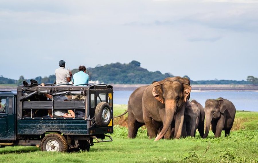 Elephant Back Safari  - in sri lanka