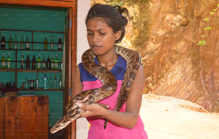  Snake Farm - Sri Lanka