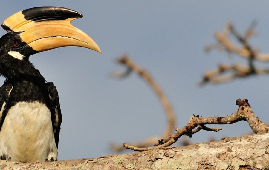 Bird watching - in sri lanka