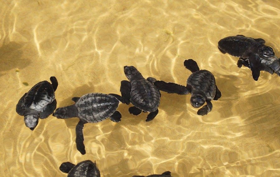 Sea Turtle Farm  - Sri Lanka