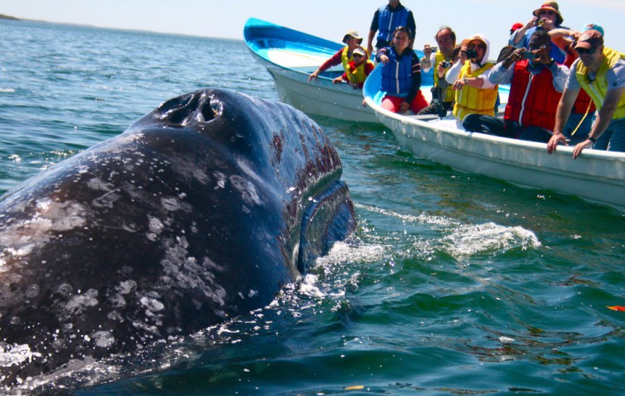  Whales Watching - Sri Lanka