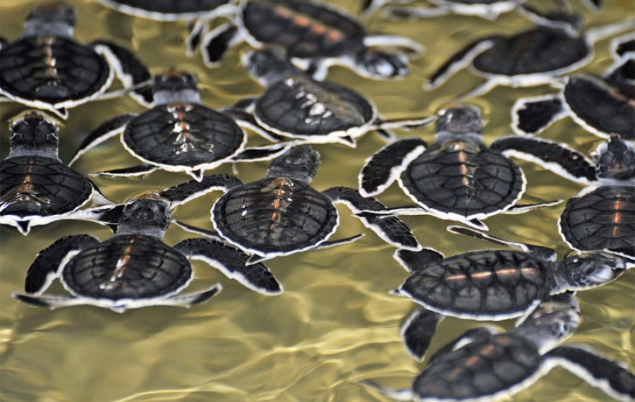 Sea Turtle Farm  - Sri Lanka