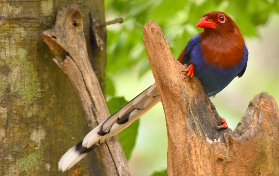 Bird watching - in sri lanka