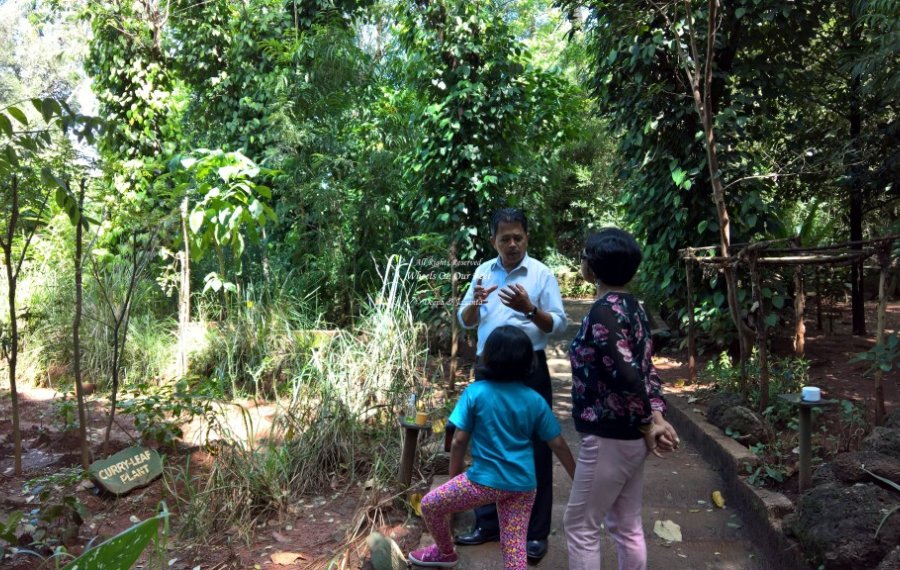 Herbal and Spice garden 