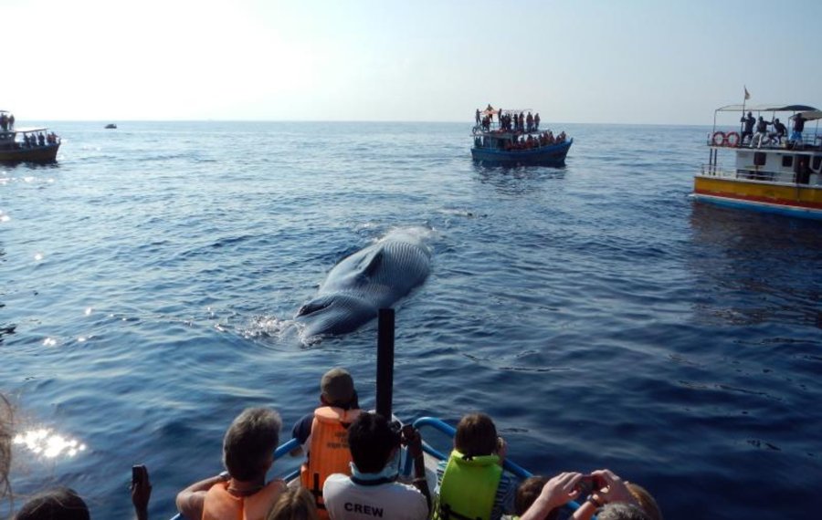  Whales Watching - Sri Lanka