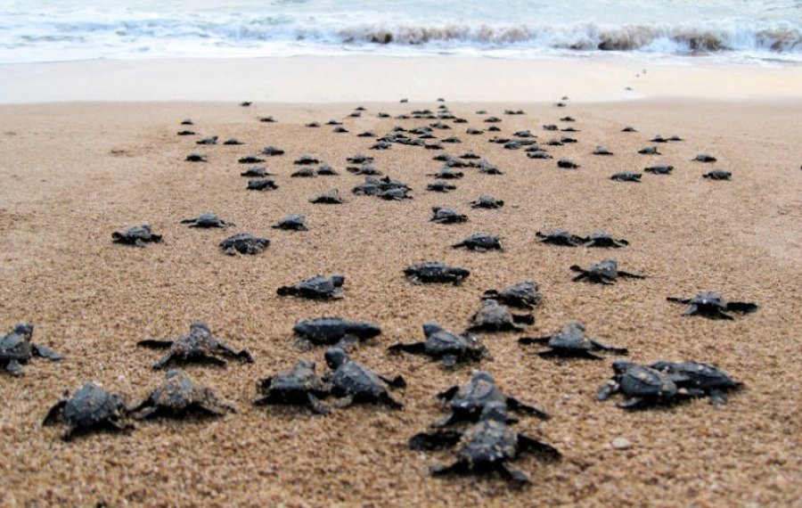 Sea Turtle Farm  - Sri Lanka