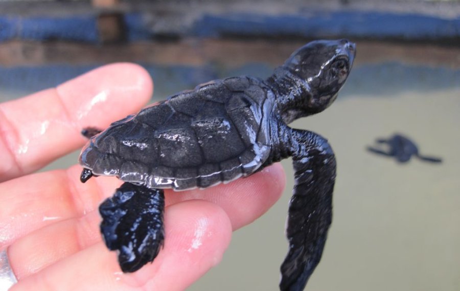 Sea Turtle Farm  - sri lanka