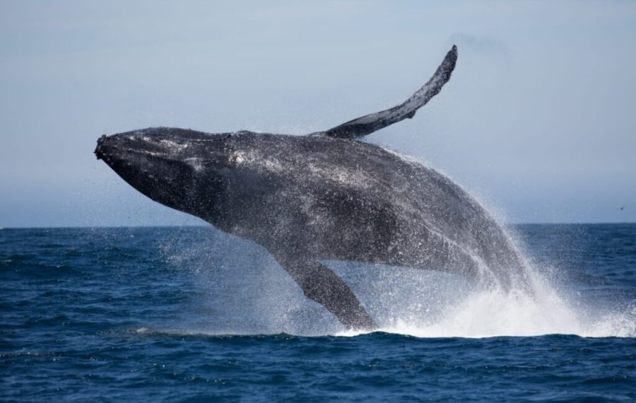  Whales Watching - Sri Lanka