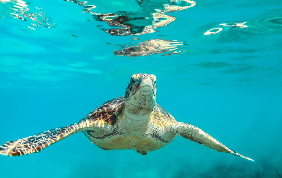 Sea Turtle Farm  - Sri Lanka