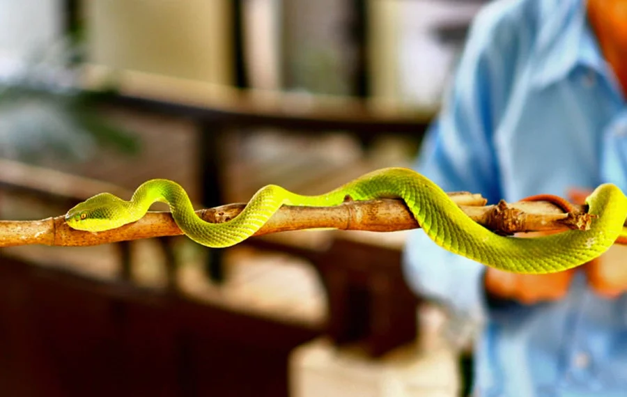  Snake Farm - Sri Lanka