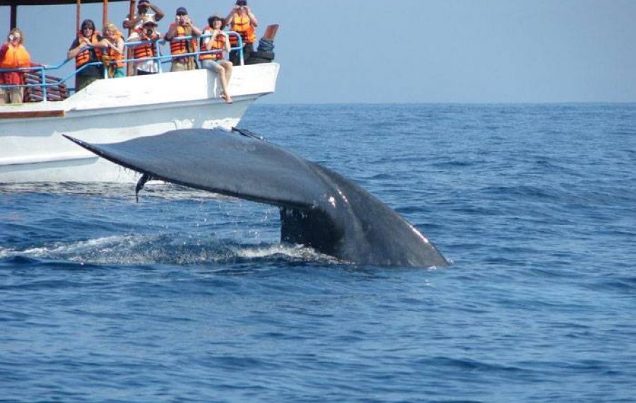  Whales Watching - Sri Lanka