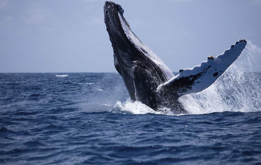  Whales Watching - Sri Lanka