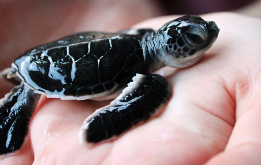 Sea Turtle Farm  - Sri Lanka