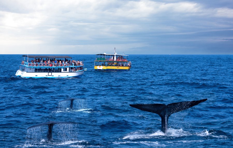  Whales Watching - Sri Lanka