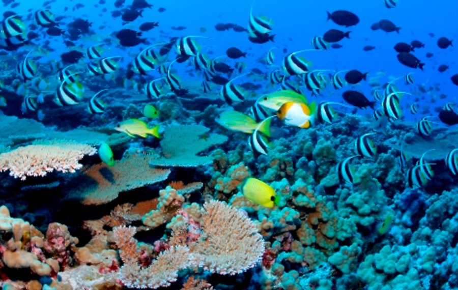 Diving - Sri Lanka