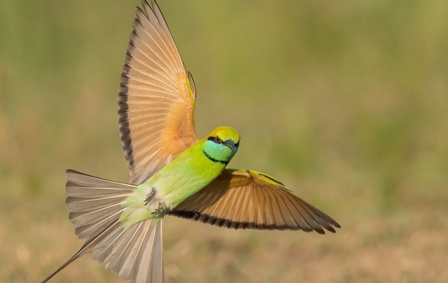 Bird watching - in sri lanka