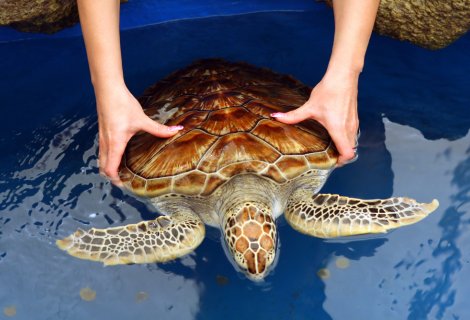 Sea Turtle Farm  - sri lanka