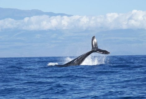  Whales Watching - Sri Lanka