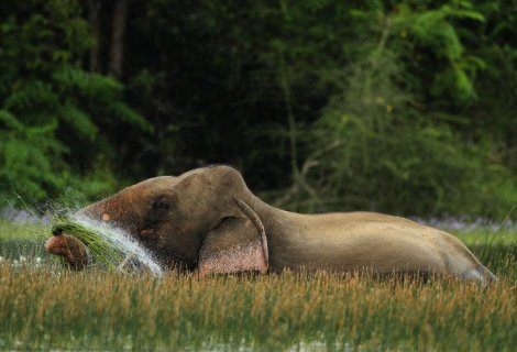  Wildlife Safari - Sri Lanka