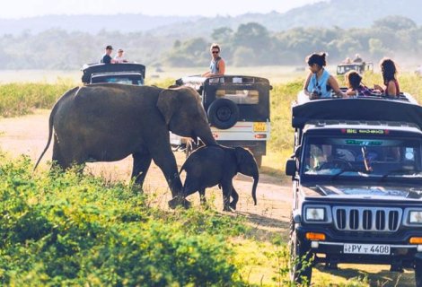  Wildlife Safari - Sri Lanka