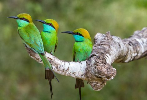 Bird watching - in sri lanka