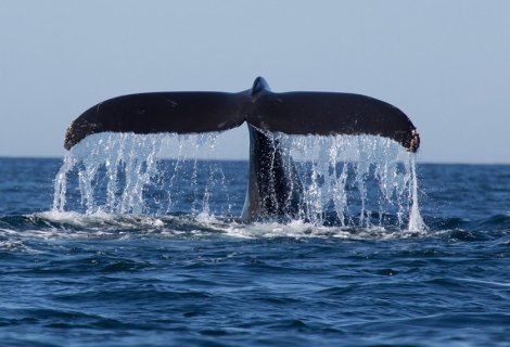  Whales Watching - Sri Lanka