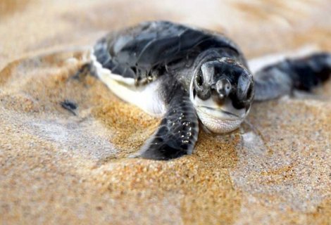 Sea Turtle Farm  - Sri Lanka