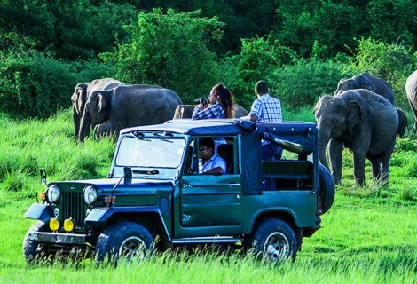  Wildlife Safari - Sri Lanka