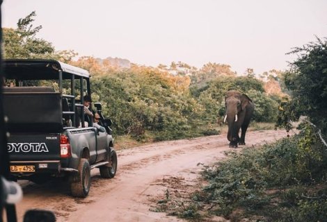  Wildlife Safari - Sri Lanka