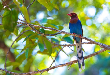 Bird watching - in sri lanka