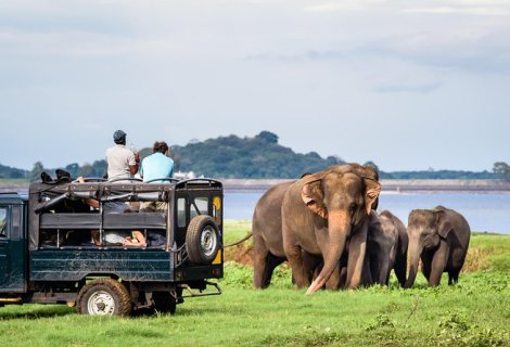 Elephant Back Safari  - in sri lanka