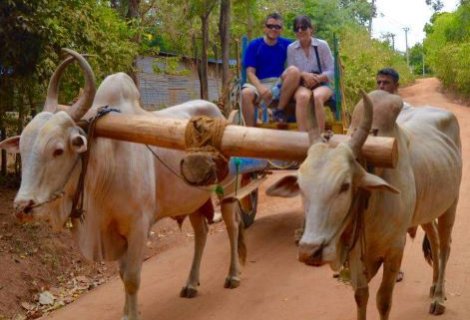 Village Safari - in sri lanka