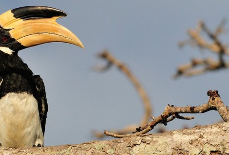 Bird watching - in sri lanka