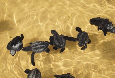 Sea Turtle Farm  - Sri Lanka