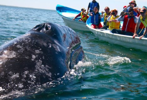  Whales Watching - Sri Lanka