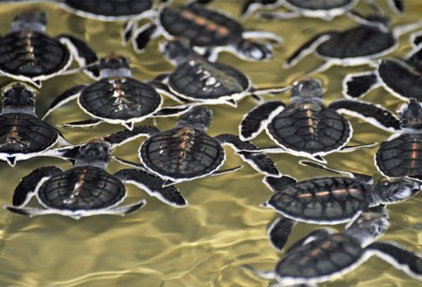 Sea Turtle Farm  - Sri Lanka