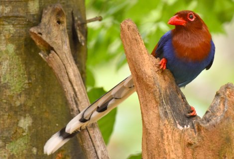 Bird watching - in sri lanka