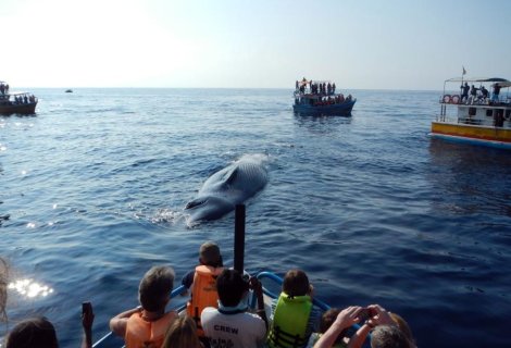  Whales Watching - Sri Lanka