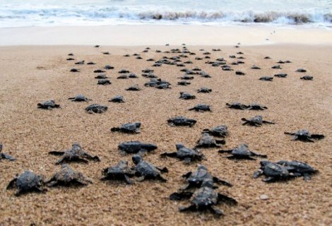 Sea Turtle Farm  - Sri Lanka