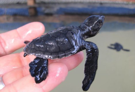 Sea Turtle Farm  - sri lanka