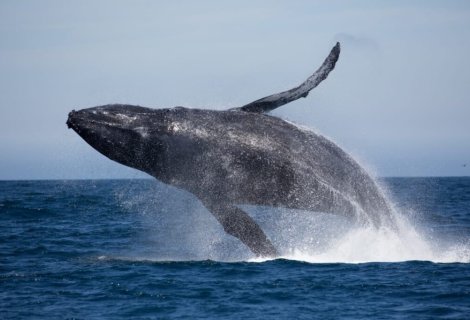  Whales Watching - Sri Lanka